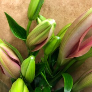 BUNT LILJA AZIAT MONO x10