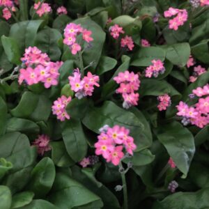 MYOSOTIS ROSA K:10,5CM x12