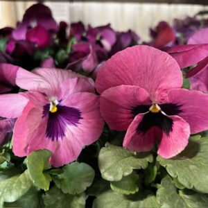 PENSEE PINK SHADES PREMIUM K:10,5CM x15