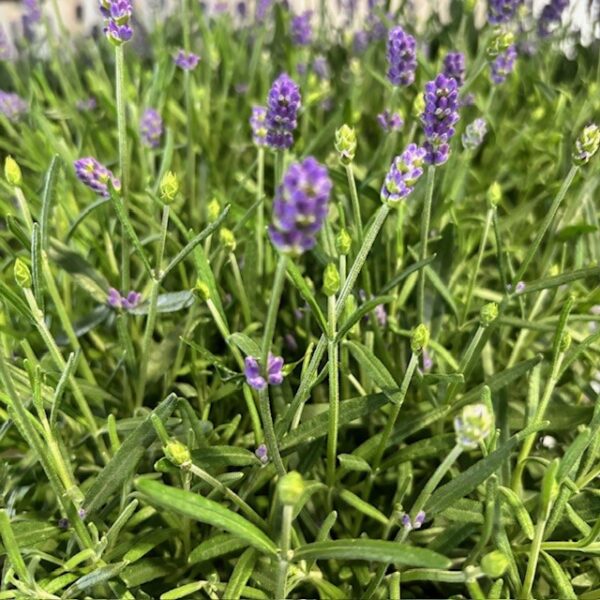 LAVANDULA HIDCOTE BLUE/ESSENCE P.x8