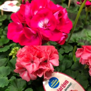 PELARGON FAVORITER ARVIDSSON x6