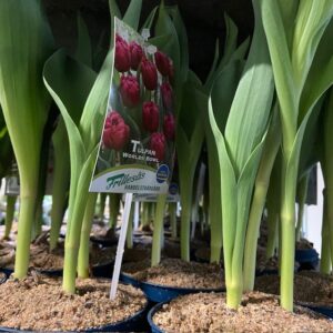 TULPAN KRUKA ORANGE FRILLESÅS x12