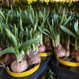 TETE A TETE FRILLESÅS x15