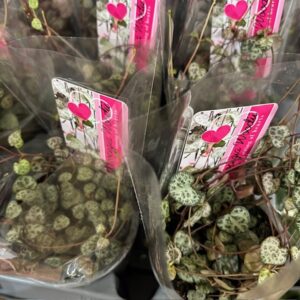 CEROPEGIA WOODII K:9CM x12