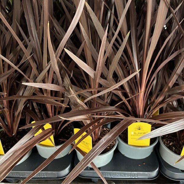 CORDYLINE RED STAR K:13CM H:55-65CM x8