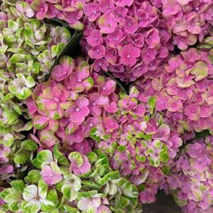 HORTENSIA SNITT MAGICAL CORAL GRÖN/ROSA