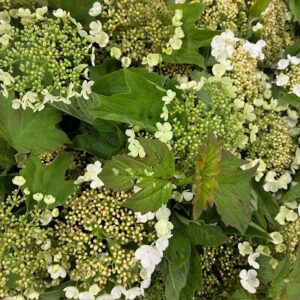 VIBURNUM OPULUS 60CM