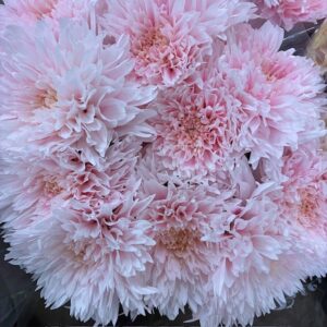 KRYSS BL SPIDER PINK LIGHT VIP