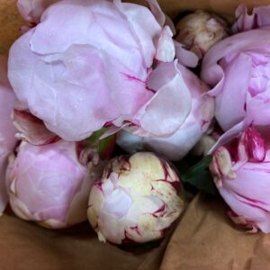 PION REINE HORTENSIE ROSA