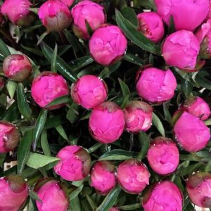 PION ANIMA CERISE 55CM