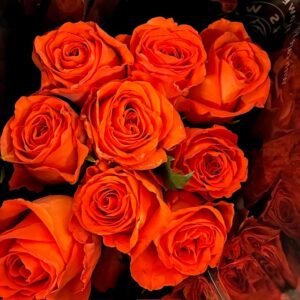 ROS ORANGE ONLY 60CM KE