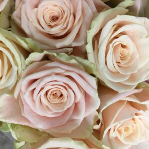 ROS LADY SUZANNE ROSA/BEIGE