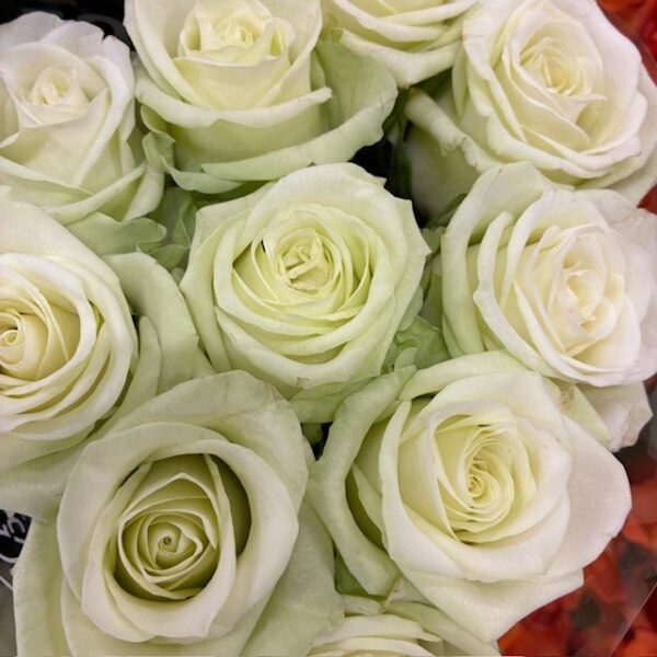 ROS NOELL VIT/LIME 60CM