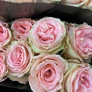 ROS 10-P SWEET ELEGANCE APRIKOS/ROSA