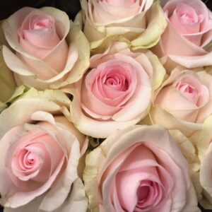 ROS 10-P SWEET REVIVAL LJUSROSA