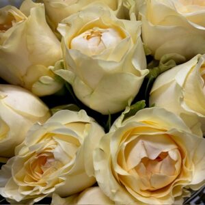 ROS 10-P BUTTERCUP LJUSGUL