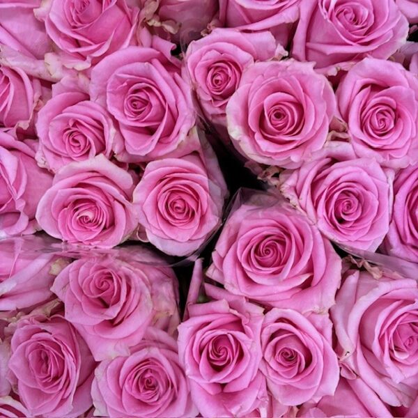 ROS SWEET SIXTEEN ROSA 60CM