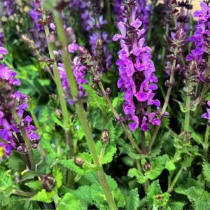 SALVIA NEMOROSA MARVEL ROSE K:19CM x3