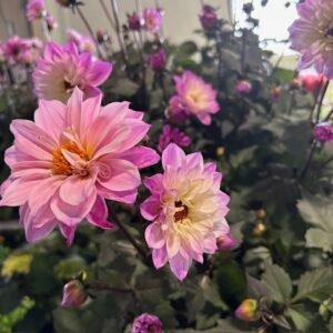 DAHLIA TEMPTATION K:14CM x8
