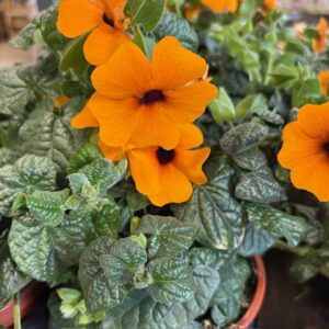 THUNBERGIA ORANGE BUSK K:12CM x8