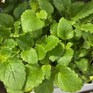 CITRONMELISS x8