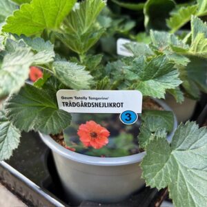 GEUM TOTALLY TANGERINE K:10,5CM x14