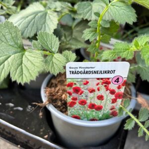GEUM FIRESTARTER K:10,5CM x14