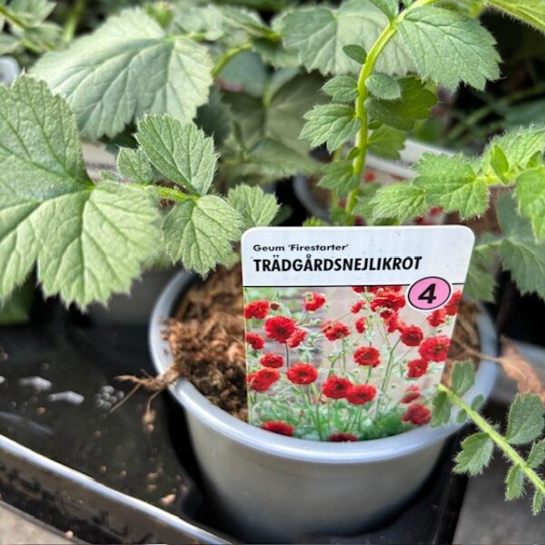 GEUM FIRESTARTER K:10,5CM x14