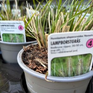 GRÄS PENNISETUM HAMELN W/L K:10,5CM x14