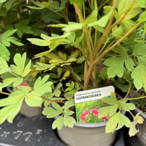 DICENTRA LAMPROCARPUS SPECT WÄ/L K:10,5CM x14