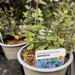 NEPETA FASS PURSIAN BLUE WÄ/L K:10,5CM x14
