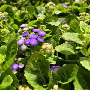 AGERATUM K:9CM x18