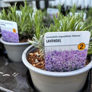 LAVANDULA HIDCOTE PERENN SV K:11CM x14