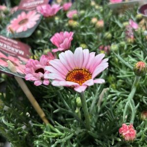 RHODANTHEMUM MAROCKANSK MARG.PINK x8