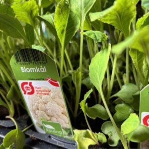 BLOMKÅL BOX x10