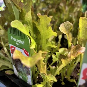 SALLAD PLOCK RÖD BOX x10
