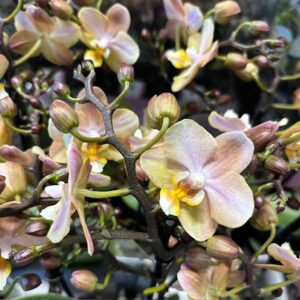 PHALAENOPSIS 3-STJ ORANGE AROMIO x6