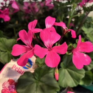 PELARGON CALIENTE PINK x6