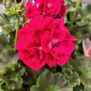 PELARGON CALLIOPE HOT PINK x6