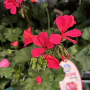 PELARGON CALIENTE DARK ROSE x6