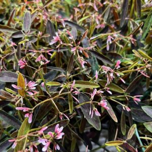 DIAMOND FROST ROSA FRILLESÅS x8