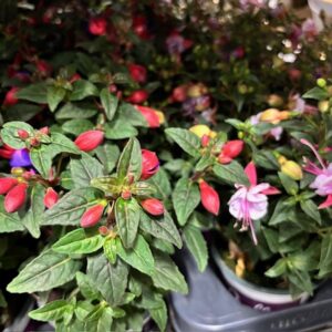 FUCHSIA MIX NL K:10CM x12