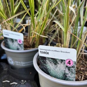 GRÄS CALAMAGROSTIS OVERDAM WÄ/L K:10,5CM x14