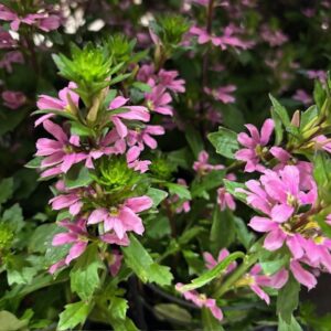 SCAEVOLA FEMTUNGA ROSA x8