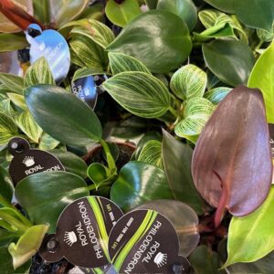 PHILODENDRON MINI MIX x12