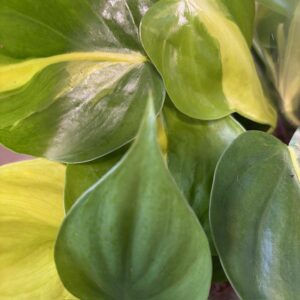 PHILODENDRON BRAZIL K:12CM x8