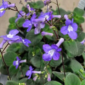 STREPTOCARPUS SAXORUM K:12CM x6