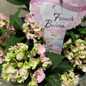 HORTENSIA FRENCH BOLERO ROSA UTE K:19CM
