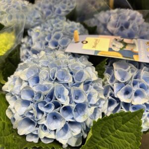 HORTENSIA MAGICAL BLÅ K:10,5CM x8