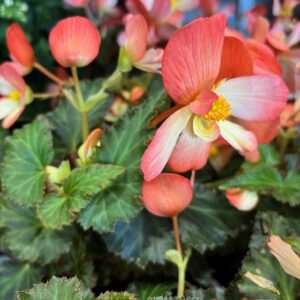 BEGONIA WATERFALL SOFT ORANGE K:12CM x9